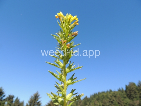 parentucellia, yellow